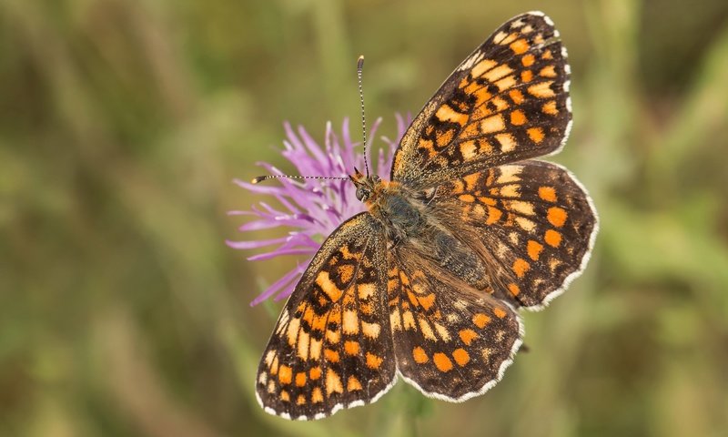 Обои насекомое, цветок, бабочка, крылья, боке, шашечница, insect, flower, butterfly, wings, bokeh, the metalmark разрешение 2048x1365 Загрузить