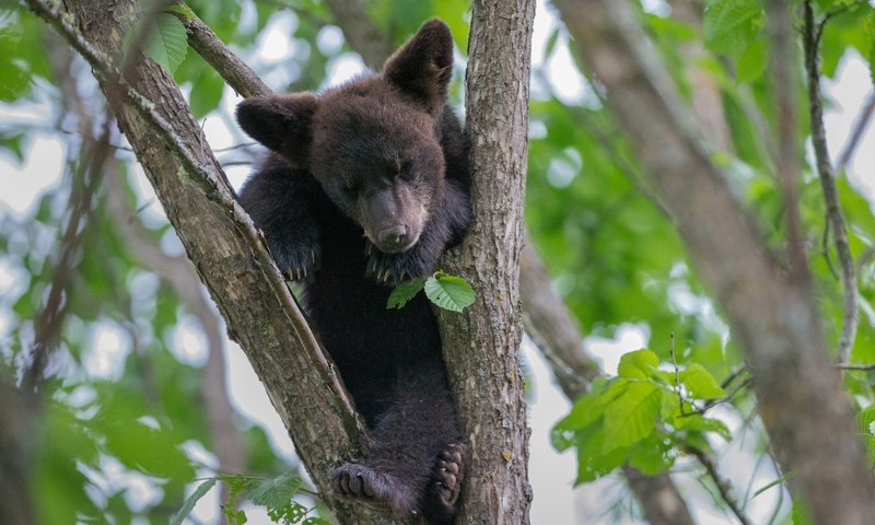 Обои дерево, листья, медведь, малыш, медвежонок, tree, leaves, bear, baby разрешение 2048x1278 Загрузить