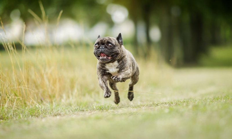 Обои фон, собака, бег, французский бульдог, background, dog, running, french bulldog разрешение 2560x1707 Загрузить