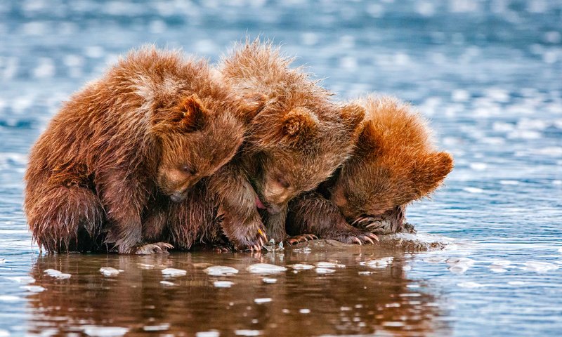 Обои вода, животные, медведи, трое, детеныши, медвежата, water, animals, bears, three, cubs разрешение 2048x1435 Загрузить