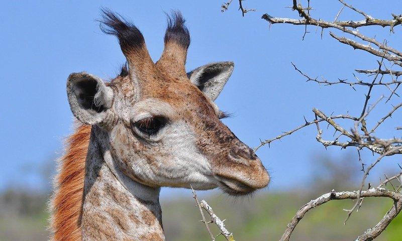 Обои морда, ветки, колючки, животное, жираф, рожки, face, branches, barb, animal, giraffe, horns разрешение 4669x3113 Загрузить