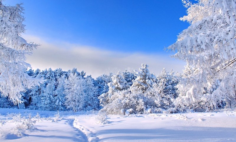 Обои небо, деревья, снег, природа, лес, зима, тропинка, следы, the sky, trees, snow, nature, forest, winter, path, traces разрешение 2560x1600 Загрузить