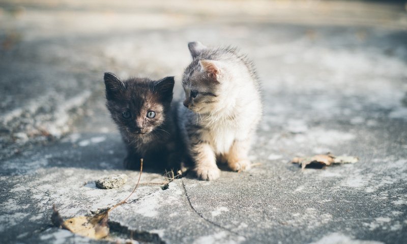 Обои мордочка, усы, взгляд, парочка, кошки, малыши, котята, muzzle, mustache, look, a couple, cats, kids, kittens разрешение 2048x1367 Загрузить