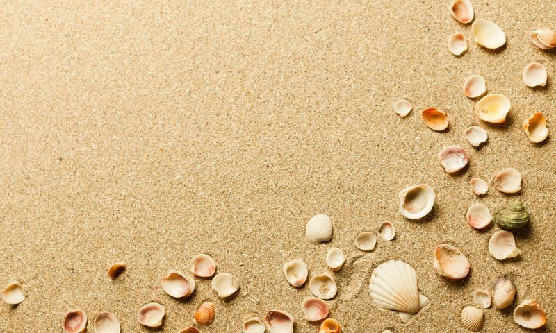 Обои песок, пляж, ракушки, sand, beach, shell разрешение 3840x2560 Загрузить