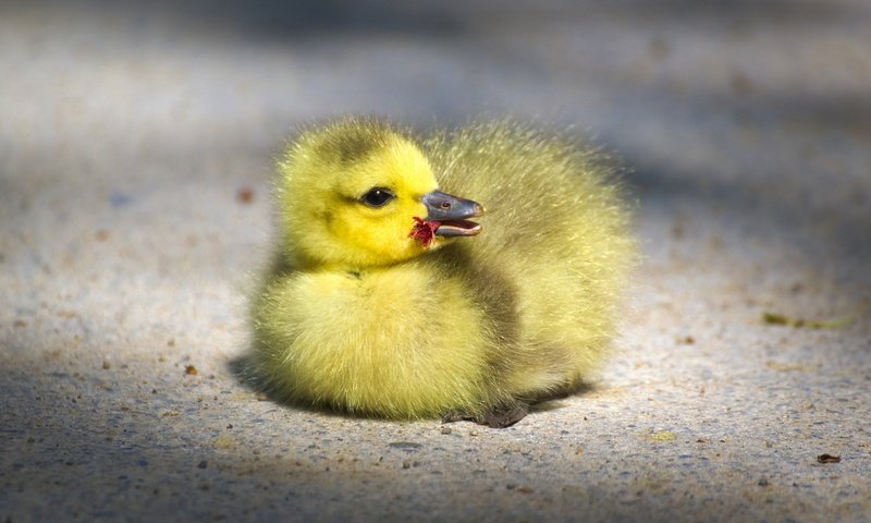 Обои птенец, маленький, птица, клюв, малыш, гусь, глазки, гусенок, chick, small, bird, beak, baby, goose, eyes, gosling разрешение 4176x2349 Загрузить