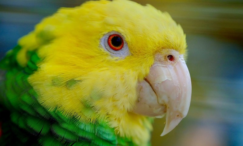 Обои птица, клюв, перья, попугай, желтоголовый амазон, bird, beak, feathers, parrot, yellow-headed amazon разрешение 2048x1296 Загрузить