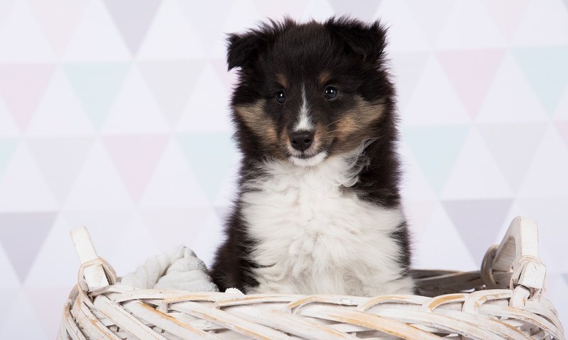 Обои шерсть, взгляд, собака, корзина, животное, wool, look, dog, basket, animal разрешение 2048x1365 Загрузить