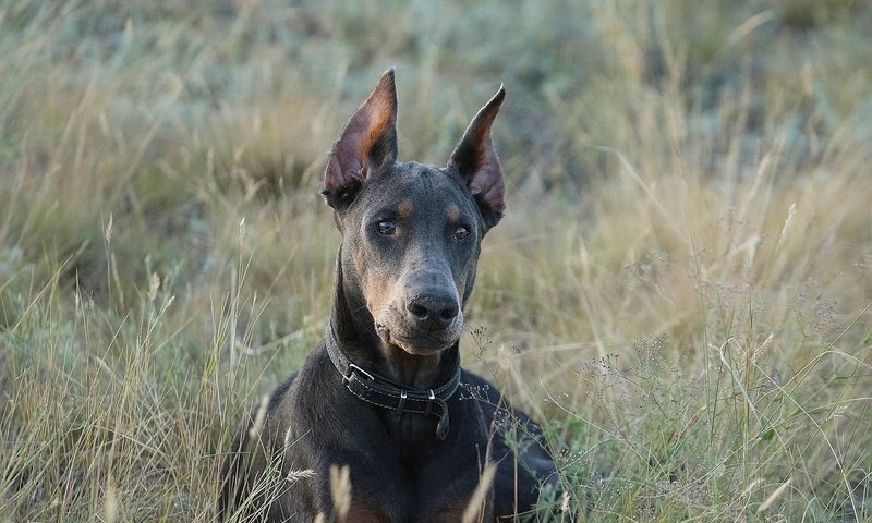 Обои взгляд, собака, друг, ошейник, доберман, травинки, look, dog, each, collar, doberman, grass разрешение 1920x1280 Загрузить