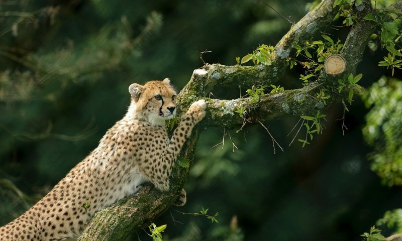 Обои дерево, гепард, дикая кошка, tree, cheetah, wild cat разрешение 3270x2179 Загрузить