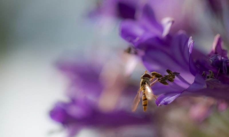 Обои фон, цветок, крылья, размытость, оса, жало, background, flower, wings, blur, osa, sting разрешение 2072x1080 Загрузить