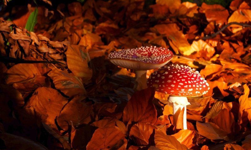 Обои природа, листья, осень, грибы, мухомор, мухоморы, nature, leaves, autumn, mushrooms, mushroom, amanita разрешение 2048x1363 Загрузить