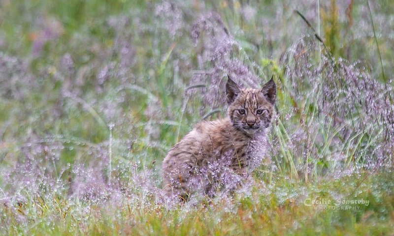 Обои трава, растения, рысь, мордочка, взгляд, малыш, детеныш, grass, plants, lynx, muzzle, look, baby, cub разрешение 2005x1128 Загрузить