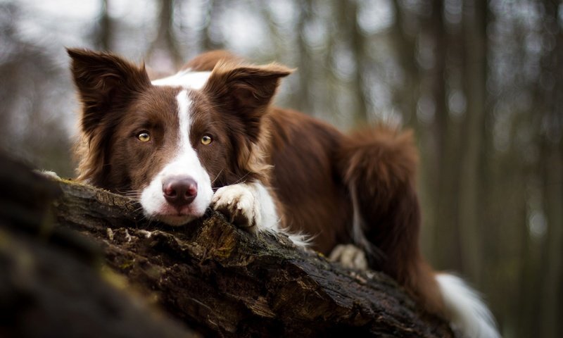 Обои мордочка, взгляд, собака, бордер-колли, birgit chytracek, muzzle, look, dog, the border collie разрешение 1920x1200 Загрузить