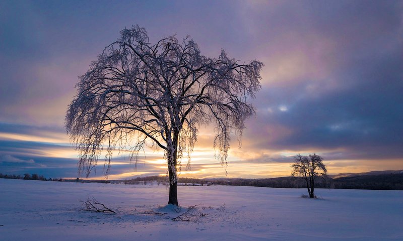 Обои небо, облака, деревья, снег, природа, закат, зима, the sky, clouds, trees, snow, nature, sunset, winter разрешение 1920x1200 Загрузить