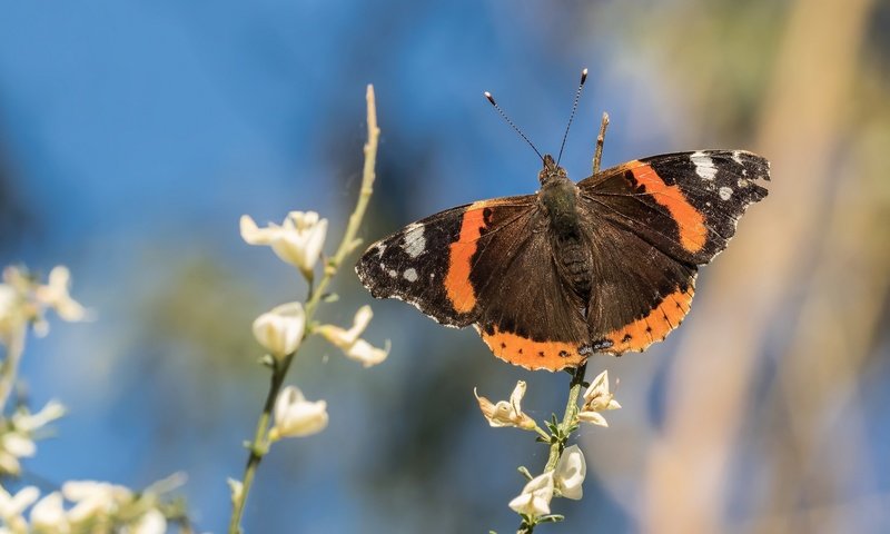 Обои цветы, насекомое, бабочка, крылья, боке, адмирал, нимфалида, flowers, insect, butterfly, wings, bokeh, admiral, nymphalid разрешение 2048x1366 Загрузить