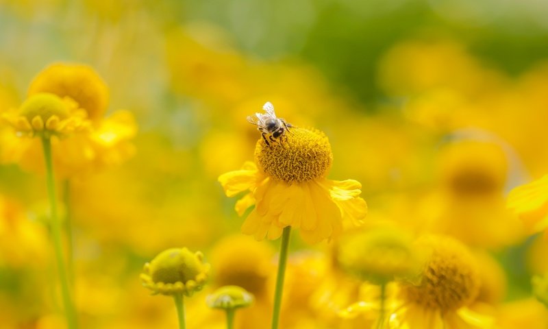 Обои цветы, насекомое, лето, размытость, пчела, желтые, flowers, insect, summer, blur, bee, yellow разрешение 2400x1350 Загрузить