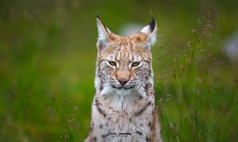 Обои трава, рысь, мордочка, взгляд, ушки, grass, lynx, muzzle, look, ears разрешение 2048x1365 Загрузить