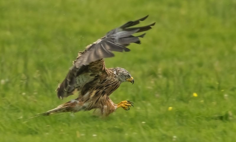 Обои крылья, хищник, птица, коршун, охота, красный коршун, wings, predator, bird, kite, hunting, red kite разрешение 2048x1330 Загрузить