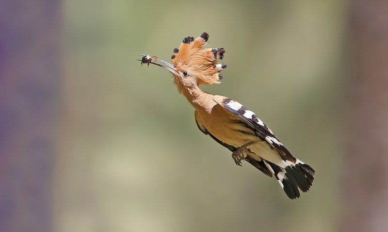 Обои полет, птица, клюв, перья, удод, flight, bird, beak, feathers, hoopoe разрешение 2500x1824 Загрузить