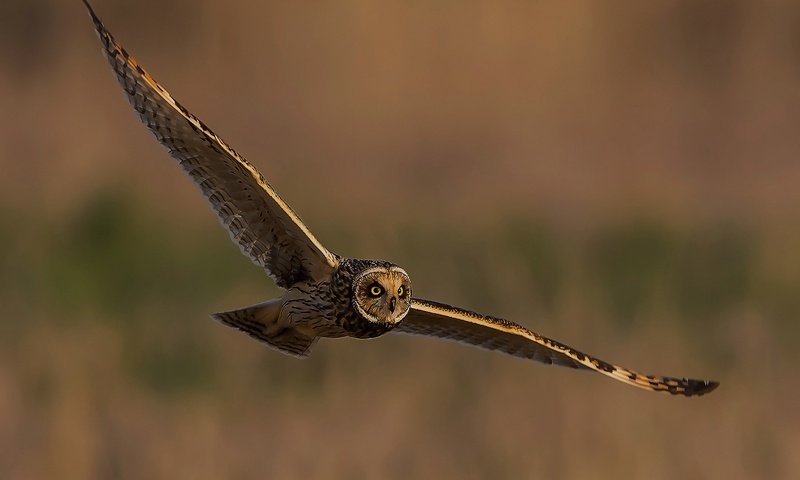 Обои сова, полет, крылья, птица, неясыть, owl, flight, wings, bird разрешение 2048x1354 Загрузить