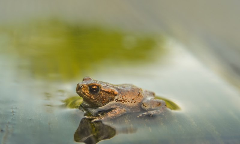 Обои вода, фон, лягушка, water, background, frog разрешение 2495x1560 Загрузить