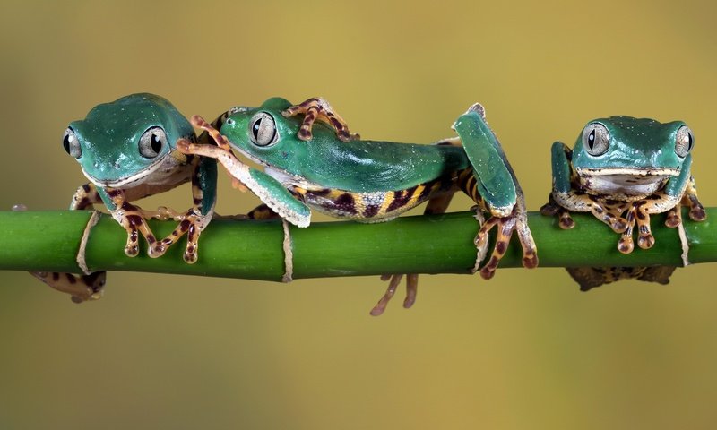 Обои зеленые, веточка, стебель, лапки, лягушки, древесная лягушка, green, sprig, stem, legs, frogs, tree frog разрешение 2000x1333 Загрузить