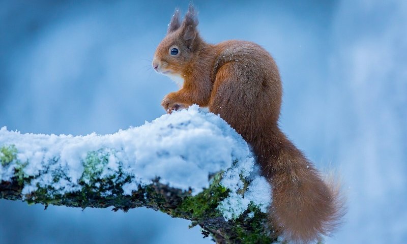 Обои зима, белка, белочка, winter, protein, squirrel разрешение 1920x1200 Загрузить