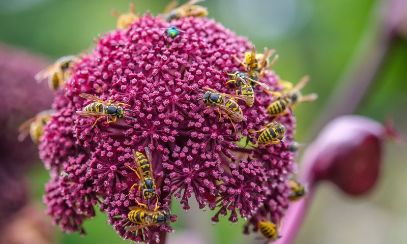 Обои цветы, насекомые, оса, декоративный лук, осы, flowers, insects, osa, decorative bow, wasps разрешение 3603x2413 Загрузить