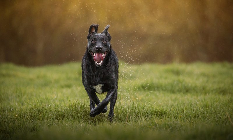 Обои морда, трава, капли, собака, язык, пес, бег, mark gibbons, face, grass, drops, dog, language, running разрешение 1920x1200 Загрузить