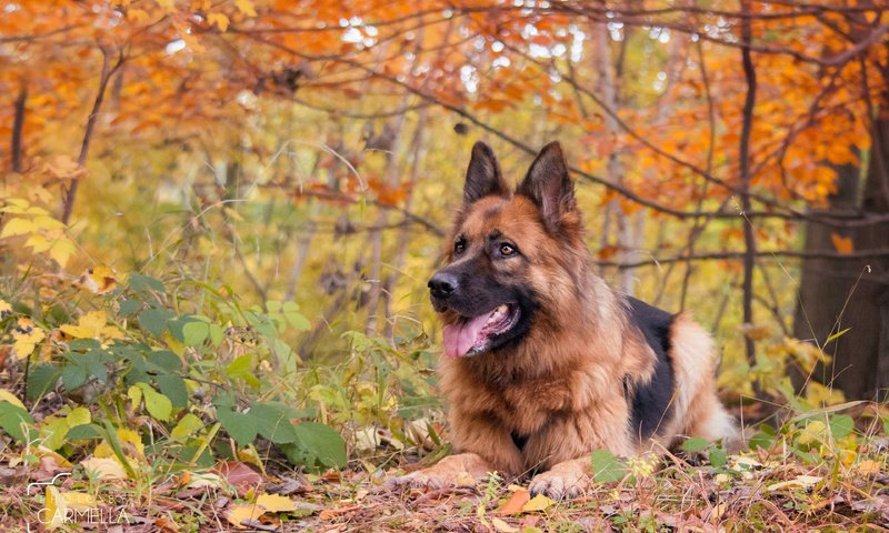 Обои осень, собака, немецкая овчарка, j.wiselka, autumn, dog, german shepherd разрешение 3840x2400 Загрузить