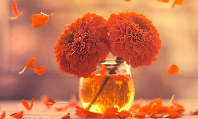 Обои цветы, лепестки, ваза, бархатцы, flowers, petals, vase, marigolds разрешение 1920x1200 Загрузить