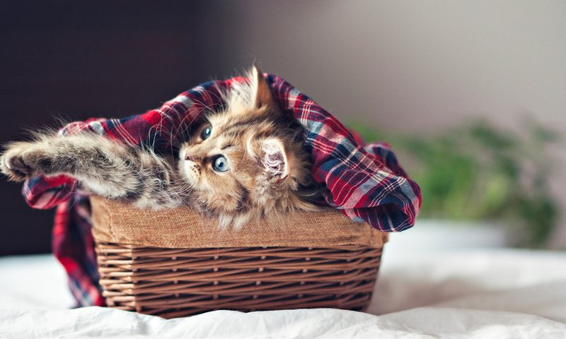 Обои кошка, котенок, пушистый, корзина, ben torode, дейзи, cat, kitty, fluffy, basket, daisy разрешение 2560x1600 Загрузить