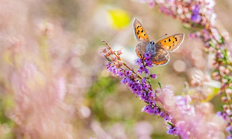 Обои цветы, макро, насекомое, бабочка, крылья, размытость, flowers, macro, insect, butterfly, wings, blur разрешение 3840x2400 Загрузить