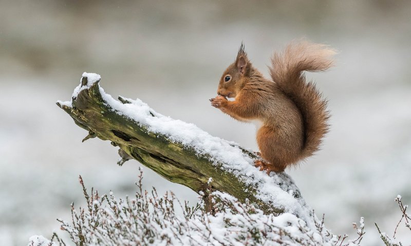 Обои белка, белочка, protein, squirrel разрешение 1920x1200 Загрузить