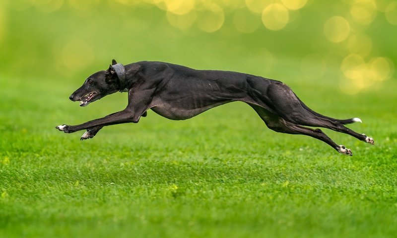 Обои трава, собака, прыжок, друг, бег, борзая, grass, dog, jump, each, running, greyhound разрешение 2048x1366 Загрузить