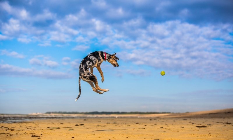 Обои небо, природа, песок, собака, прыжок, игра, мяч, мячик, paul loader, the sky, nature, sand, dog, jump, the game, the ball разрешение 2048x1365 Загрузить