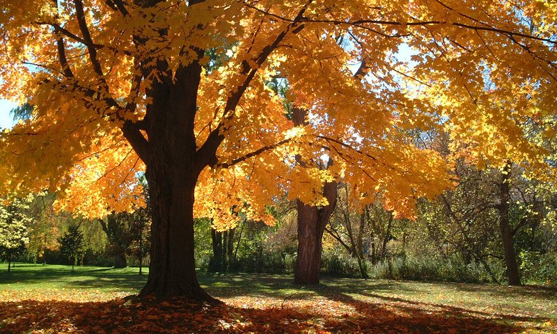 Обои деревья, листья, парк, ветки, осень, trees, leaves, park, branches, autumn разрешение 1920x1200 Загрузить