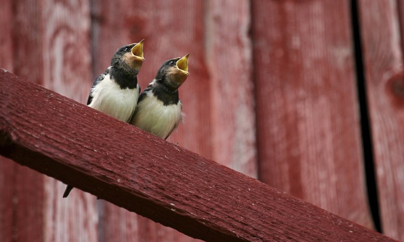 Обои птицы, птенцы, сорока, желторотики, сороки, birds, chicks, forty, wet behind the ears, magpies разрешение 2880x1800 Загрузить