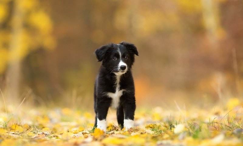 Обои листья, взгляд, осень, собака, щенок, друг, бордер-колли, leaves, look, autumn, dog, puppy, each, the border collie разрешение 1920x1200 Загрузить