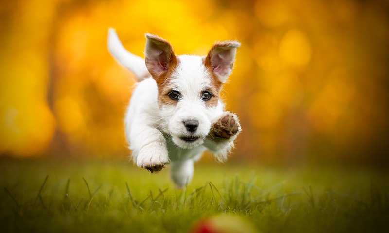 Обои собака, щенок, бег, cecilia zuccherato, dog, puppy, running разрешение 1920x1200 Загрузить