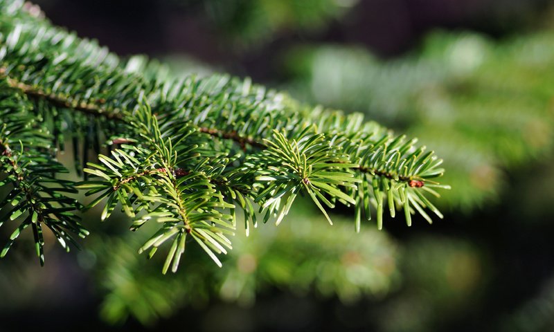 Обои елка, хвоя, макро, ветки, ель, tree, needles, macro, branches, spruce разрешение 3840x2400 Загрузить
