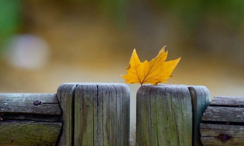 Обои макро, осень, забор, лист, кленовый лист, macro, autumn, the fence, sheet, maple leaf разрешение 2880x1800 Загрузить