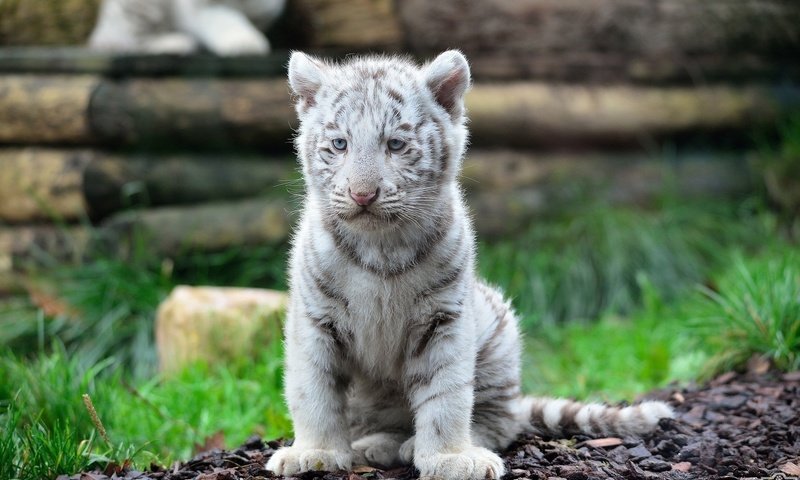 Обои мордочка, кошка, взгляд, хищник, тигренок, дикая кошка, белый тигр, muzzle, cat, look, predator, tiger, wild cat, white tiger разрешение 2048x1367 Загрузить