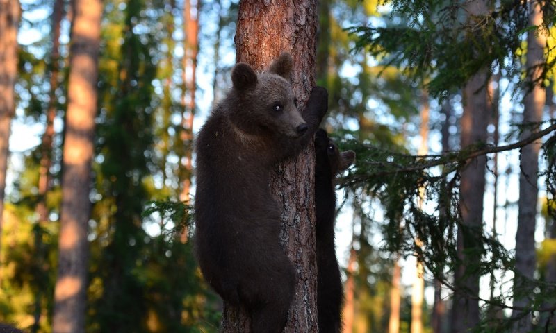 Обои деревья, лес, медведи, медвежата, trees, forest, bears разрешение 2048x1356 Загрузить