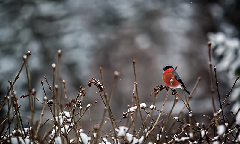 Обои снег, ветки, птица, перья, снегирь, snow, branches, bird, feathers, bullfinch разрешение 2048x1366 Загрузить