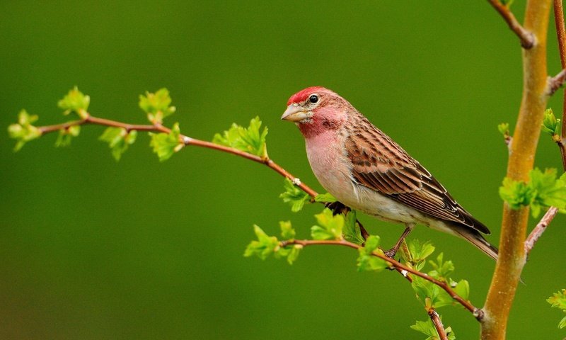 Обои ветка, листья, птица, клюв, перья, чечевица, branch, leaves, bird, beak, feathers, lentils разрешение 1920x1200 Загрузить