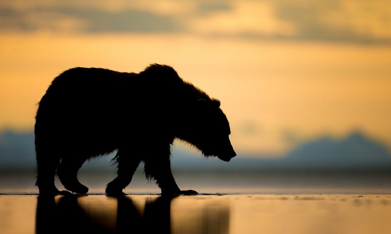 Обои закат, медведь, силуэт, гризли, sunset, bear, silhouette, grizzly разрешение 1920x1200 Загрузить