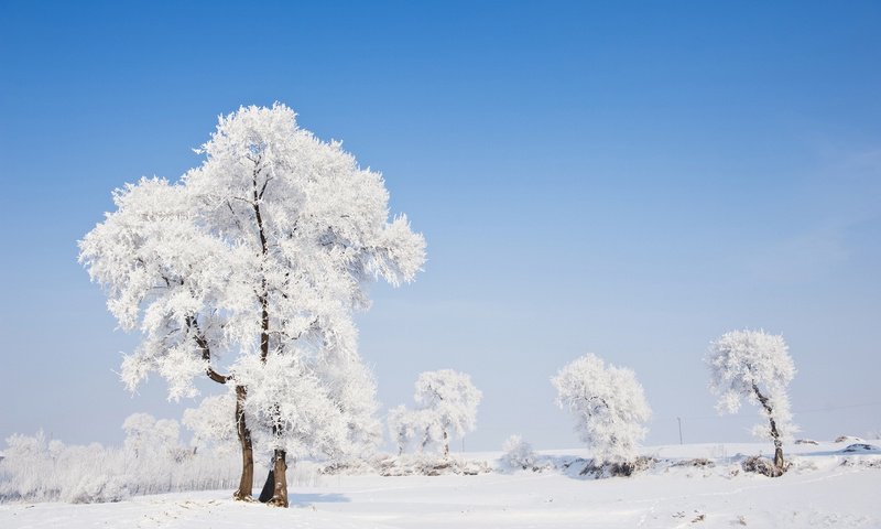 Обои деревья, природа, зима, пейзаж, иней, trees, nature, winter, landscape, frost разрешение 1920x1200 Загрузить