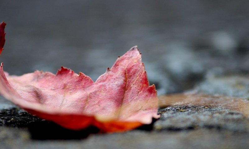 Обои природа, макро, осень, лист, кленовый лист, осенний листок, nature, macro, autumn, sheet, maple leaf разрешение 3840x2160 Загрузить