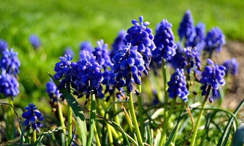 Обои цветы, весна, мускари, flowers, spring, muscari разрешение 4608x3072 Загрузить